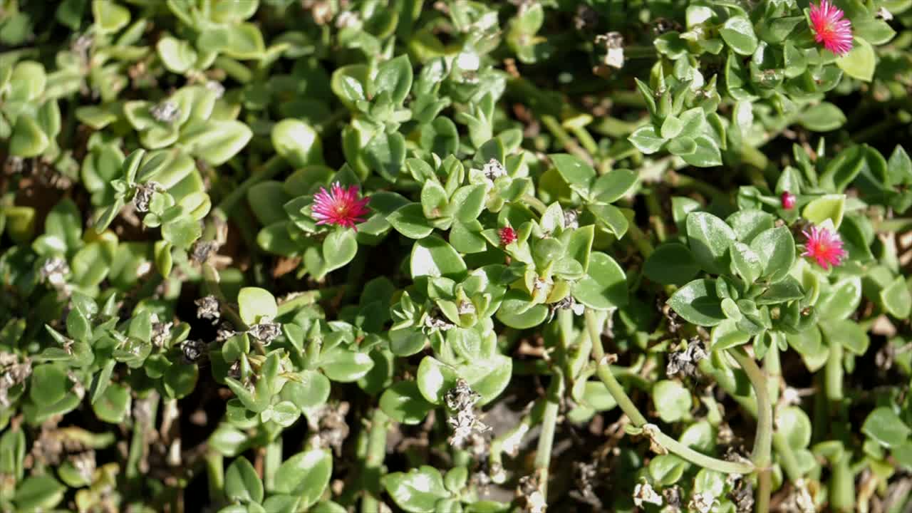 Venetian Elegance and Pisa's Leaning Legacy