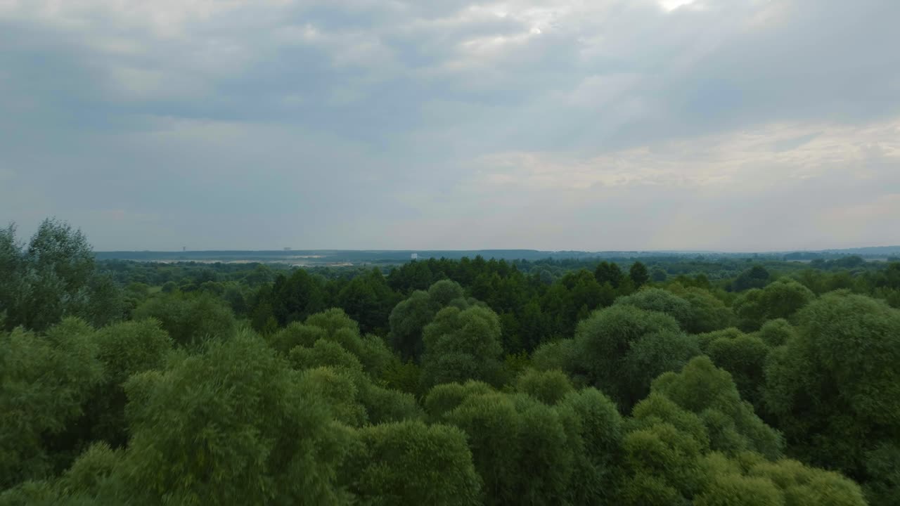 Forest Landscape Aerial View