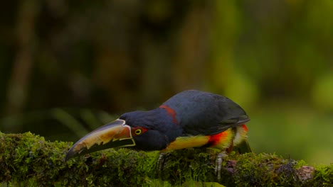 toucan happily dances because he can't decide whether to eat or not