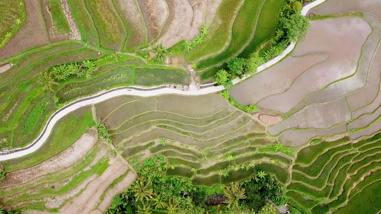 estación seca en el campo de arroz. tiro en la cabeza aerea