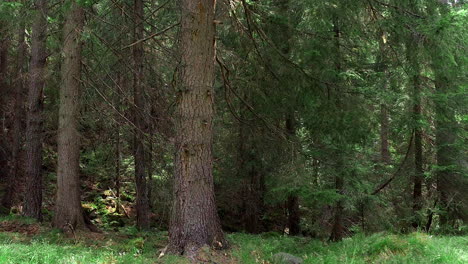 creeping into the grass and going to the tree