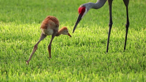 baby sandhill crane runs to eat food