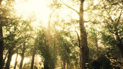 Sonnenstrahlen-In-Einem-Nebligen-Wald-Im-Herbst