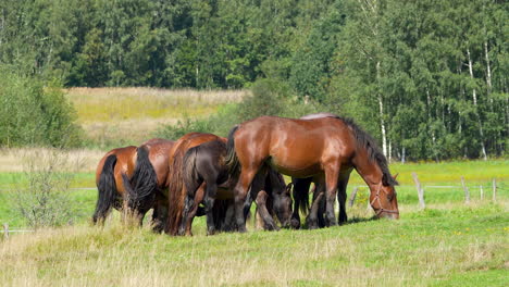 a wide shot of several brown horses grazing in a green pasture, with trees and a wooden fence in the background