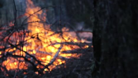 changing focus footage of a large fire or bonfire burning in a winter cold forest with vibrant colorful orange and yellow colors while creating smoke and embers. tree in the foreground, fire in back.