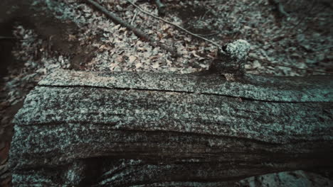 gentle snow falling on a log in the forest