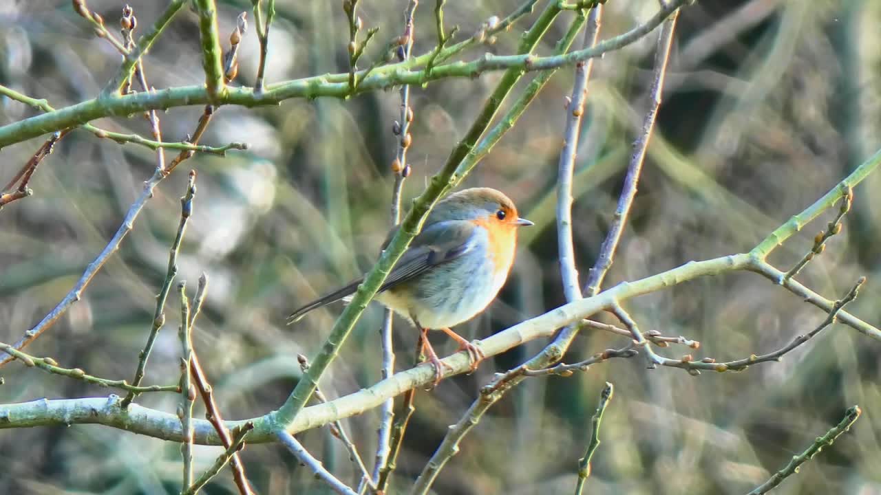 vista de cerca de un petirrojo descarado posado en una rama recorriendo su territorio en busca de comida