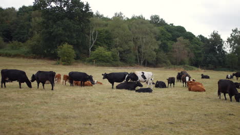 Mezcla-De-Vacas-Sentadas-En-Un-Campo-En-Inglaterra