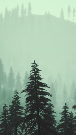 foggy forest with pine trees