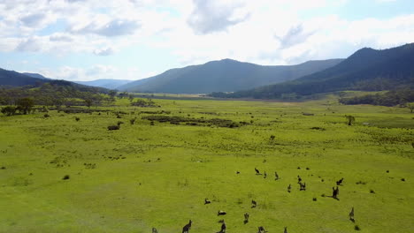 drone footage flying above group of kangaroos as they graze in a large green lush valley surrounded by mountains