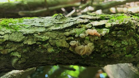 Close-up-of-young-oyster-mushrooms-growing-on-rough-bark-of-felled-log-in-forest