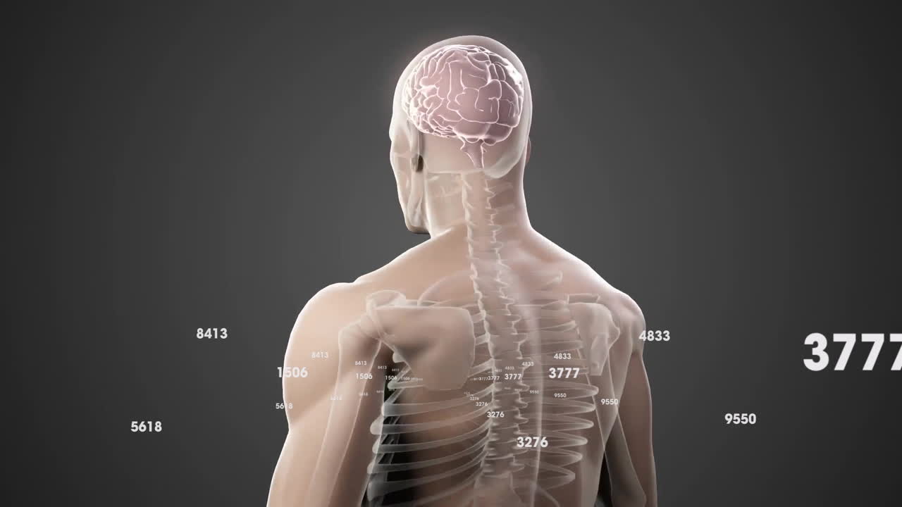 Animation of transparent human body showing brain and spine with numerical data