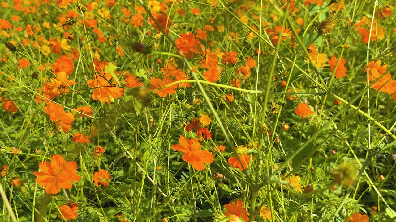 은 파란 하늘 아래 오렌지색 꽃이 꽃을 피운다