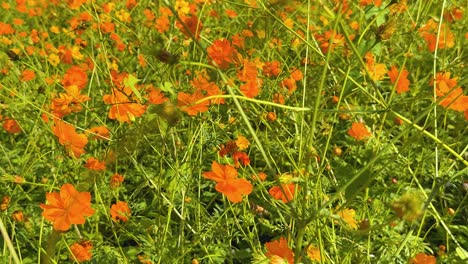 las flores naranjas florecen bajo un cielo azul claro.