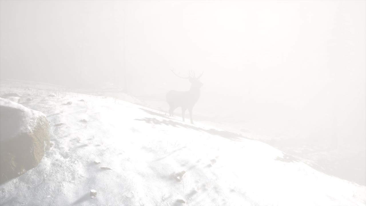 겨울의 눈 숲에서 자랑스러운 귀족 사 ⁇  수 ⁇