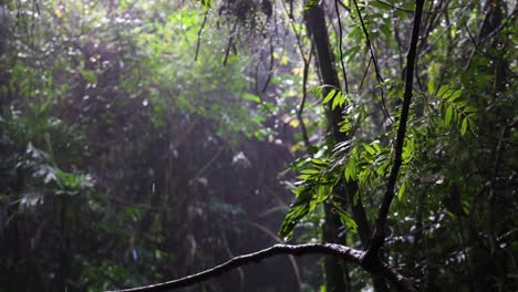 tranquil forest scene with gentle mist