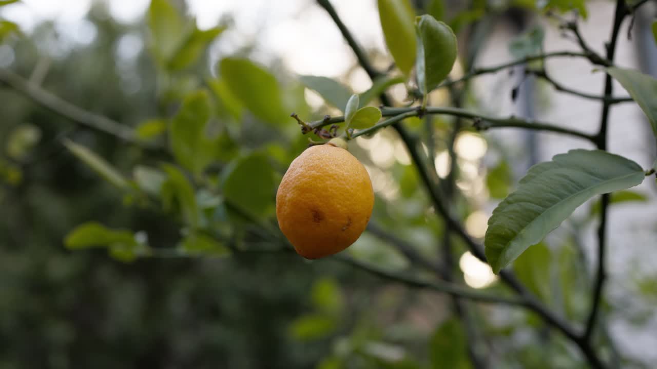 Primissimo piano di un limone maturo su un albero in giardino che evidenzia la texture dettagliata della buccia dell'agrume, perfetto per temi di cucina e giardinaggio.