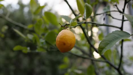 extreme close-up of ripe lemon on a backyard tree highlighting detailed texture of the citrus skin, perfect for cooking and gardening themes