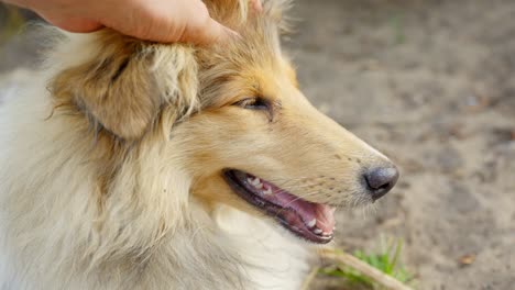 Reinrassiger-Rough-Collie,-Nahaufnahme,-Genießt-Das-Streicheln-Des-Kopfes-Mit-Sanfter-Hand