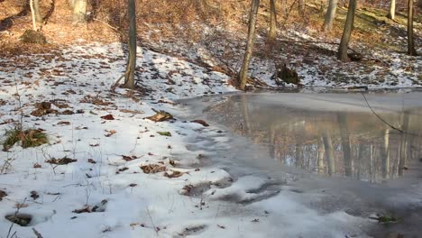 frozen water puddle and snow covered forest undergrowth in golden sunlight