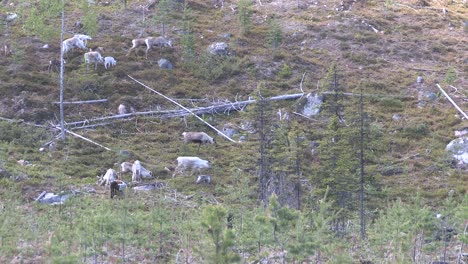 Reindeer-in-Sweden-1