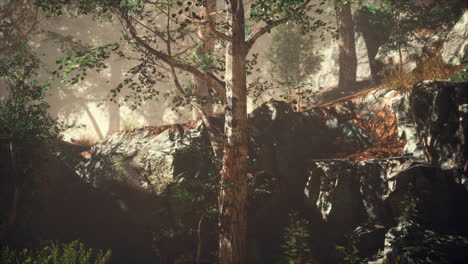 bosque de verano con niebla profunda