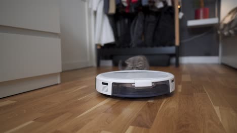 tecnologías inteligentes para la limpieza de mascotas amigable. la aspiradora robot blanca redonda limpia el suelo mientras el gatito gris escocés recto juega despreocupado en casa. el gato pequeño y la aspiradora robótica en la habitación