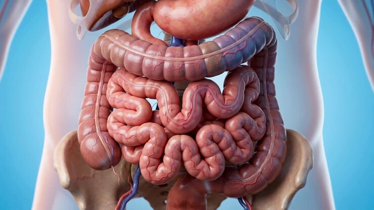 bowel operation semi transparent organ view