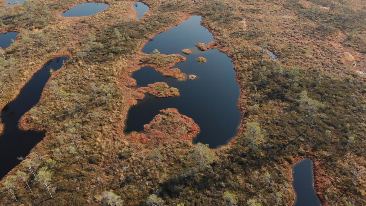 vista aérea del pantano con pequeños pinos y estanques en el pantano de pilka, letonia