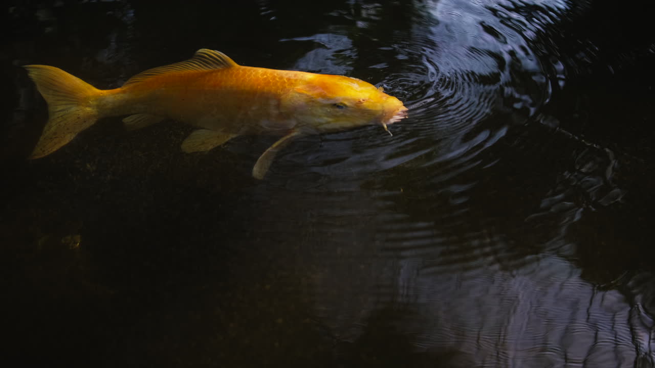 золотая рыба кой в прудовой воде
