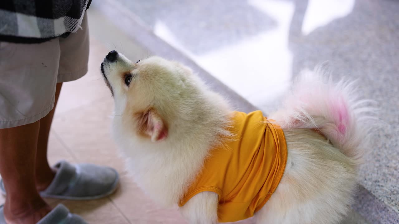 포메라니아 개 가 사람 과 대화 하고 있다