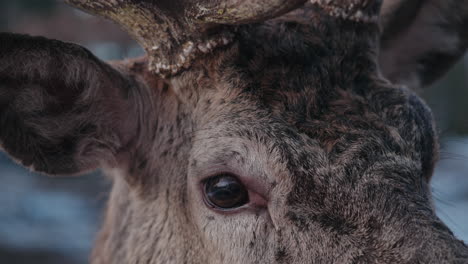 Close-Up-Of-Adult-Red-Deer-In-The-Forest