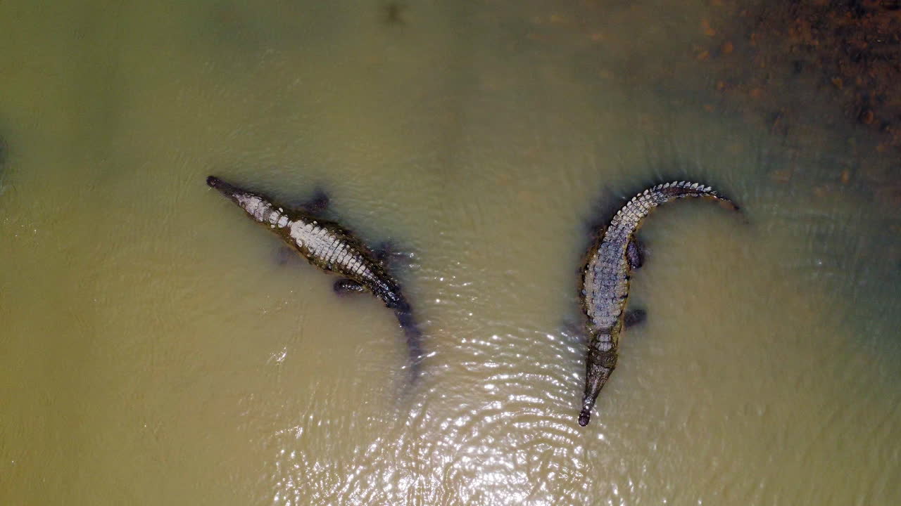 fotografía aérea de 4k del río con cocodrilos salvajes en costa rica