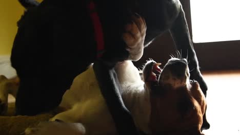 Best-friends,-black-labrador-collie-cross-and-a-beagle-playing-together-at-home-in-a-slow-motion-shot