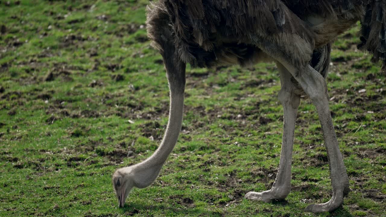 avestruz alimentándose de la tierra verde - cerrar a cámara lenta
