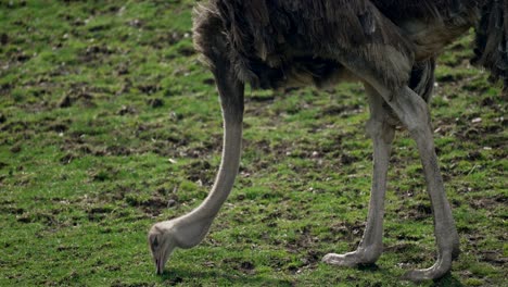 ostrich feeding from the green ground - close up slowmo