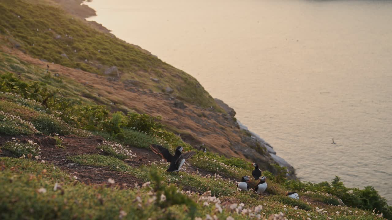 Puffin and Coastal Scenery on Coast at Sunset with Beautiful Dramatic Landscape of Ocean Sea Water and Sunset Sky on Skomer Island, Wide Angle Establishing Shot of Atlantic Puffins