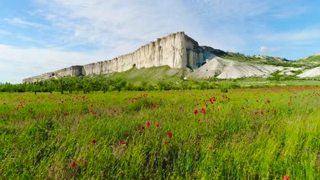 white cliffs and poppy field