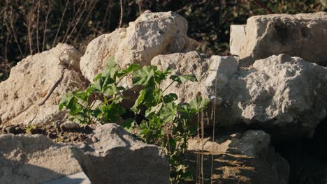 bright green plant emerging from sunlit dry rubble and cracked limestone