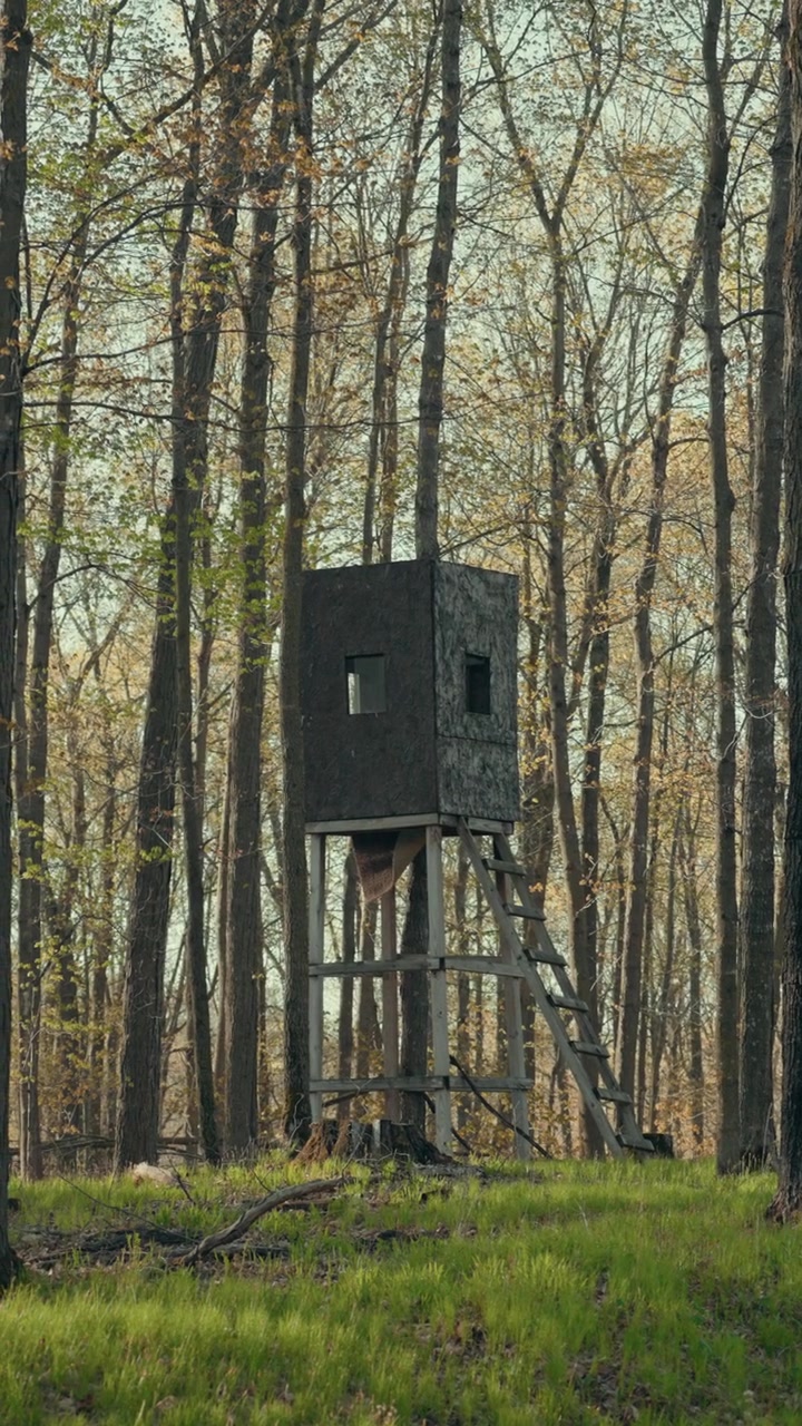 Capanno da caccia rustico in legno sopraelevato su palafitte con scalette, tra alberi alti nella foresta del Wisconsin, con erba verde e fogliame dorato