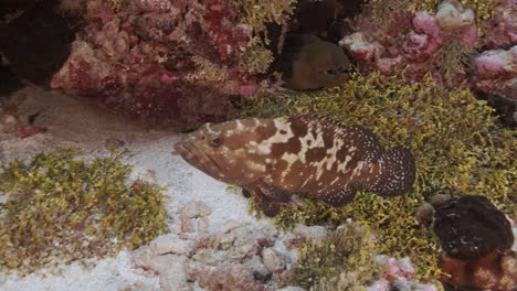 Mero-Jaspeado-Y-Morena-Verde-Con-Napoleón-Limpiador-En-Un-Arrecife-De-Coral-Tropical,-Archipiélago-Tuamotu,-Polinesia-Francesa,-Tahití,-Océano-Pacífico-Sur