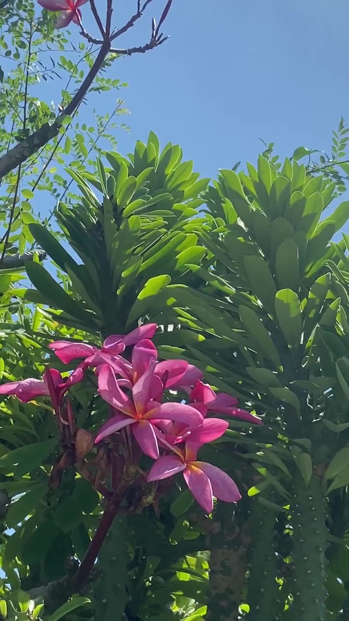 Fiori di Plumeria rosa che sbocciano contro un cielo azzurro limpido.