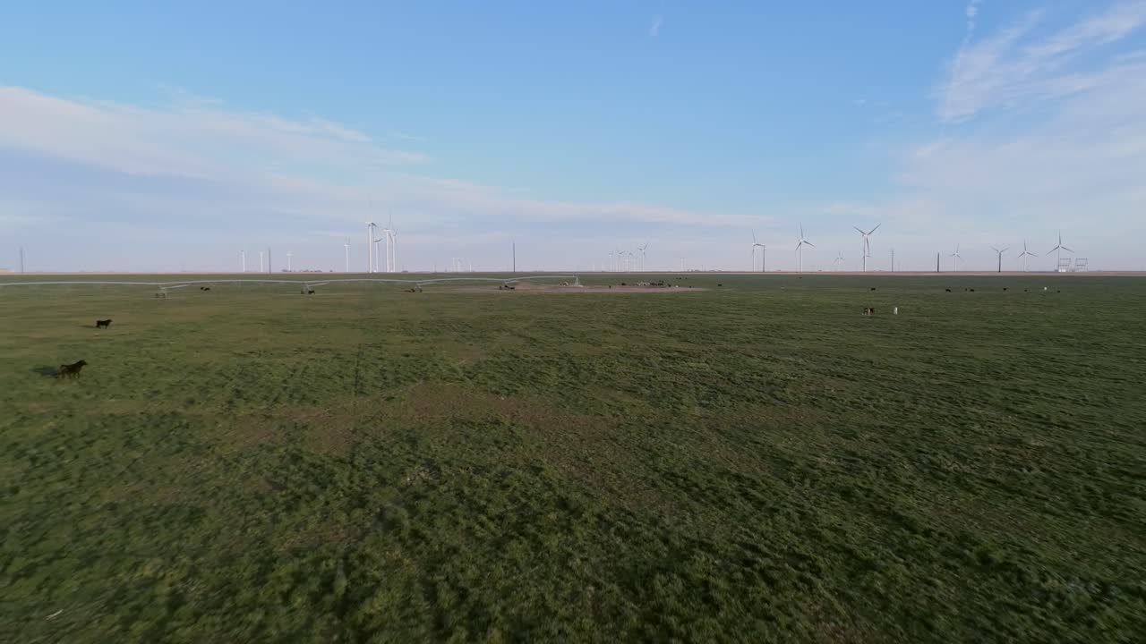 antena 4k moviéndose sobre cientos de ganado en un parque eólico de energía renovable eólica