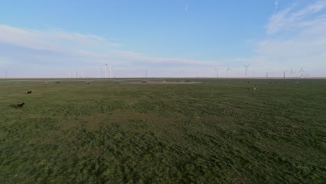 4k-aerial-moving-over-hundreds-of-cattle-in-wind-renewable-energy-wind-farm