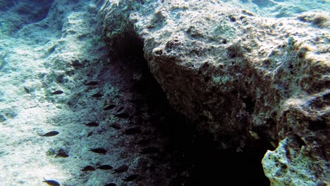 School-Of-Marine-Fish-Swimming-On-The-Reef-Under-The-Sea-In-Kefalonia,-Greece