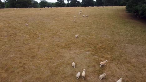 Close-to-the-ground-drone-footage-of-sheep