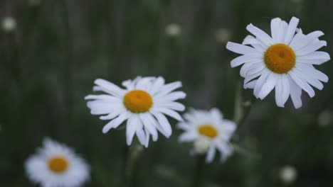margaritas blancas en un campo