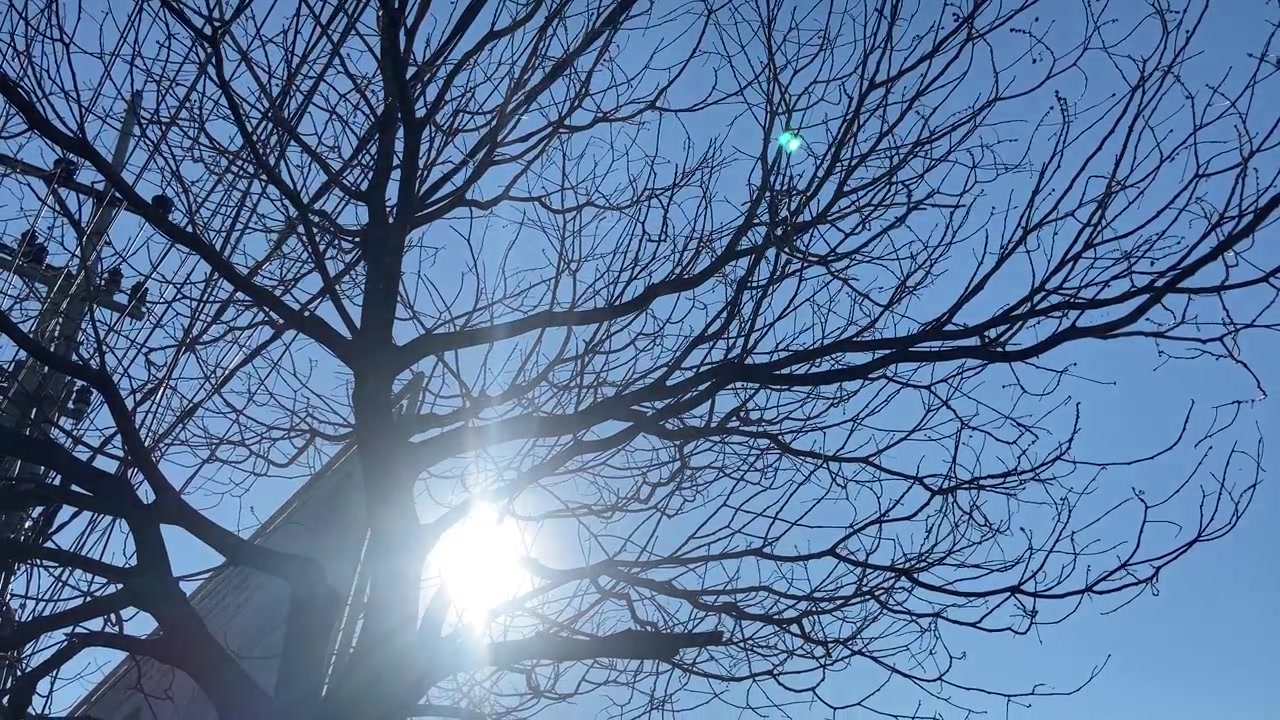 Klar sol skinner gennem bladløse trægrene mod blå himmel