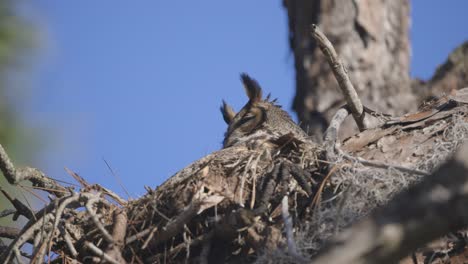 Great Horned Owl perched in tree nest