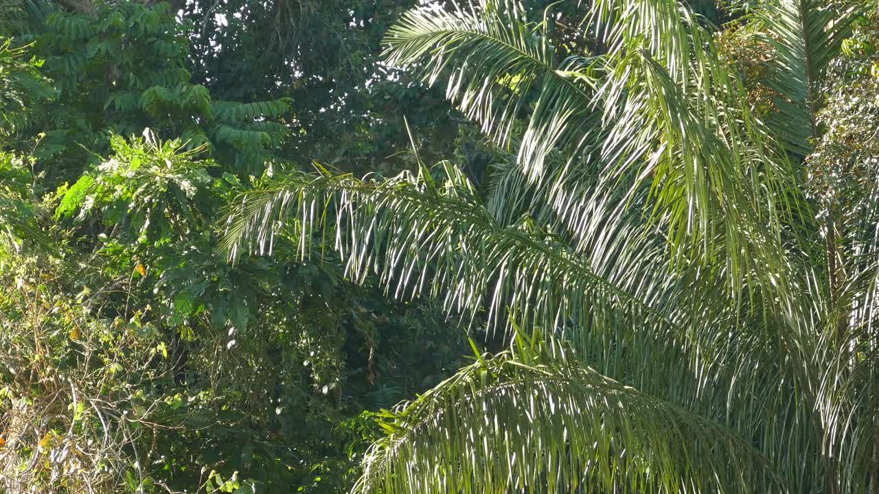 mono saltando de una rama a otra en un día brillante en panamá